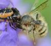 Osmia bicornis